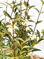 Gemeiner Liguster Ligustrum Vulgare mit grünen Blättern und kleinen weißen Blüten an braunen Zweigen vor hellem Hintergrund.