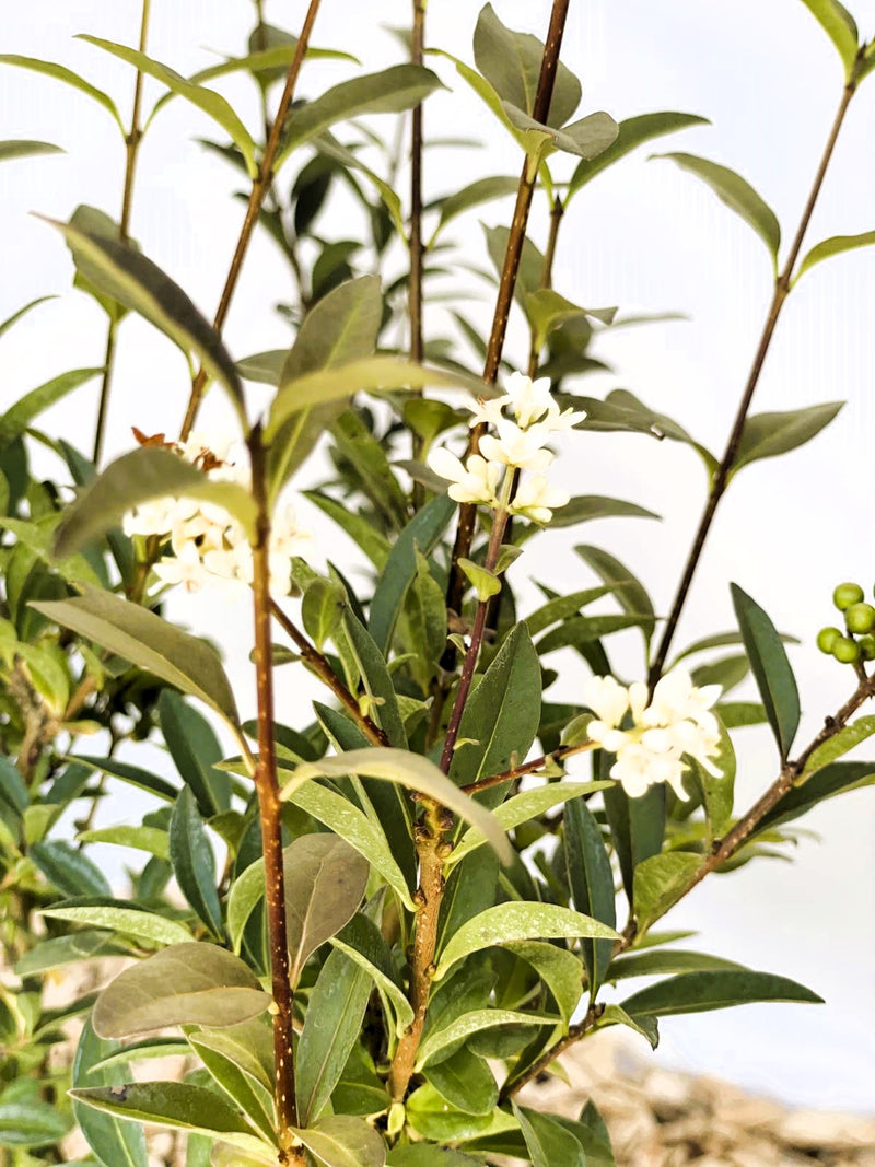 Gemeiner Liguster Ligustrum Vulgare mit grünen Blättern und kleinen weißen Blüten an braunen Zweigen vor hellem Hintergrund.