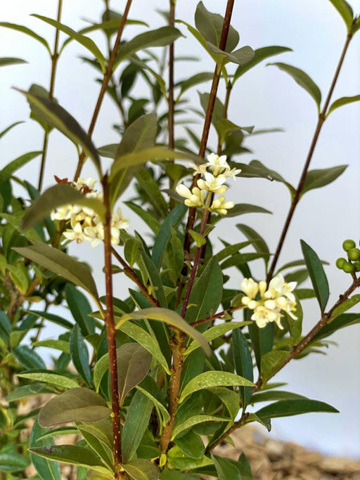 Gemeiner Liguster Ligustrum Vulgare mit grünen Blättern und kleinen weißen Blüten an braunen Zweigen vor hellem Hintergrund.