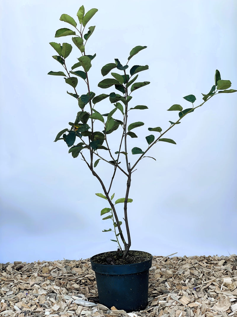 Gemeine Felsenbirne im Topf