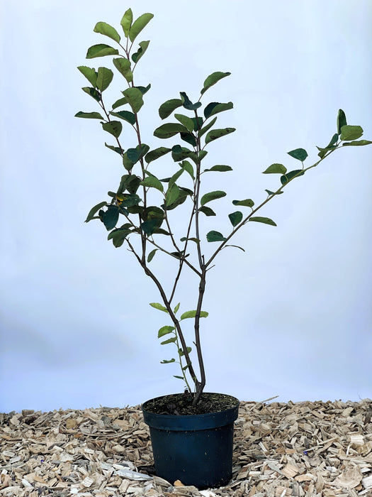 Gemeine Felsenbirne im Topf