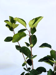 Gemeine Felsenbirne Blätter in Nahaufnahme