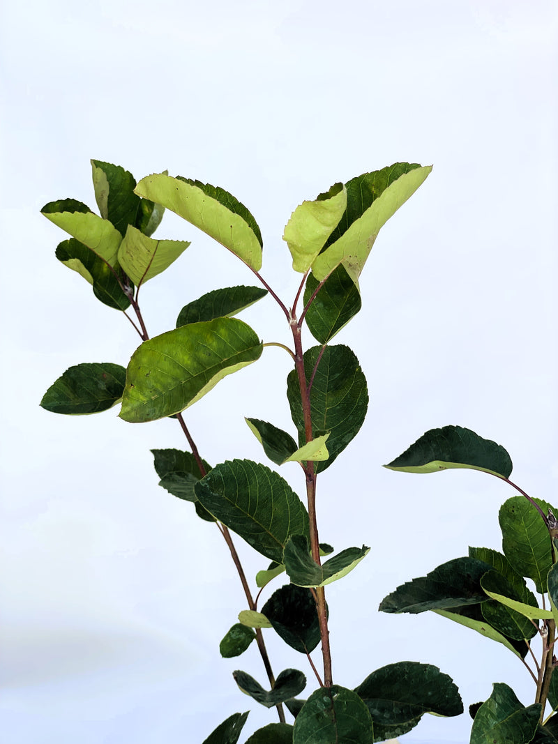 Gemeine Felsenbirne Blätter in Nahaufnahme