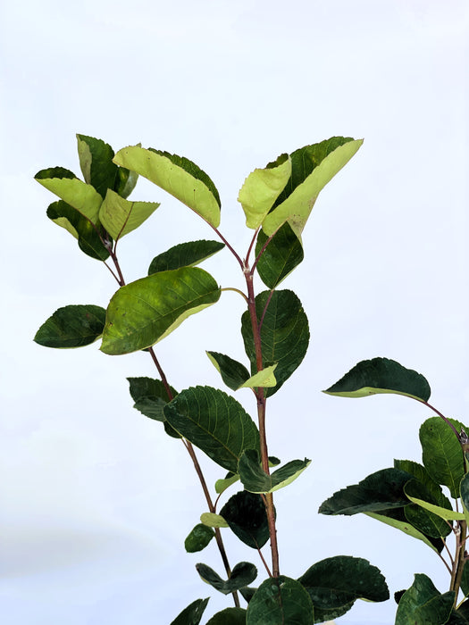 Gemeine Felsenbirne Blätter in Nahaufnahme