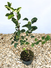 Gemeine Felsenbirne im Topf von oben
