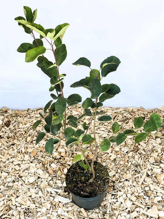 Gemeine Felsenbirne im Topf von oben