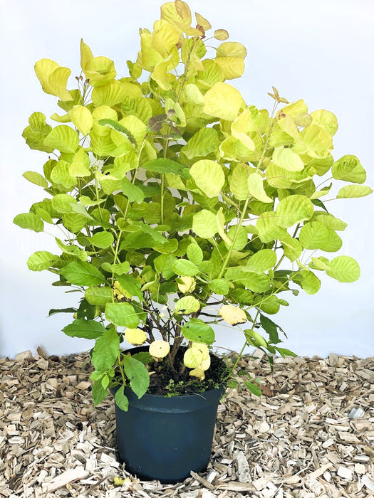 Gold-Perückenstrauch Cotinus coggygria Golden Spirit mit gelb-grünen Blättern in schwarzem Topf auf Holzspänen.