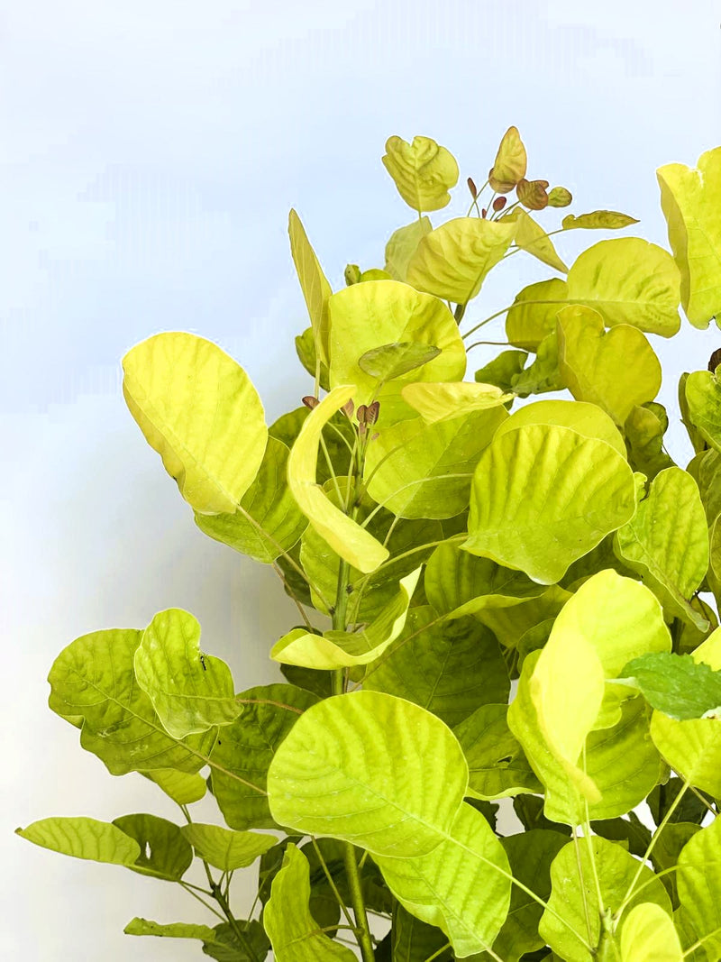 Gold-Perückenstrauch Cotinus coggygria Golden Spirit mit leuchtend gelb-grünen Blättern vor hellem Himmel.