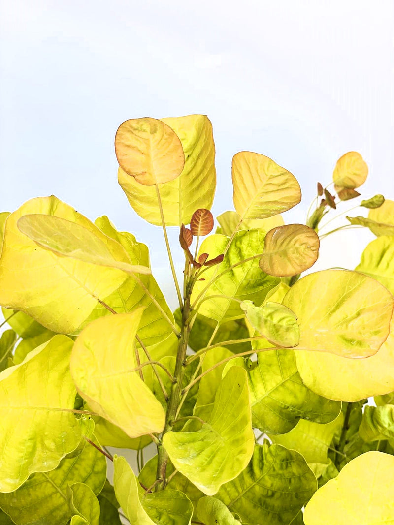 Gold-Perückenstrauch Cotinus coggygria Golden Spirit mit gelb-grünen Blättern und rötlichen jungen Trieben vor blauem Himmel.