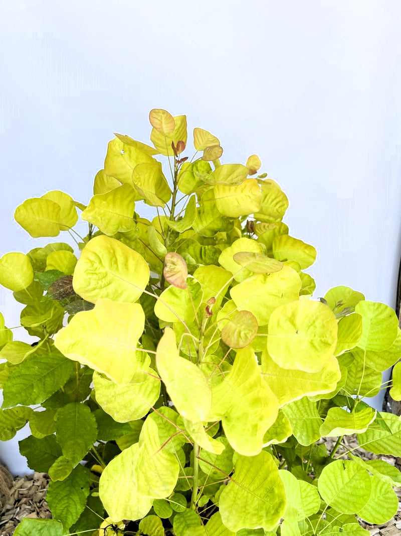 Gold-Perückenstrauch Cotinus coggygria Golden Spirit mit leuchtend gelb-grünen Blättern vor hellem Hintergrund.