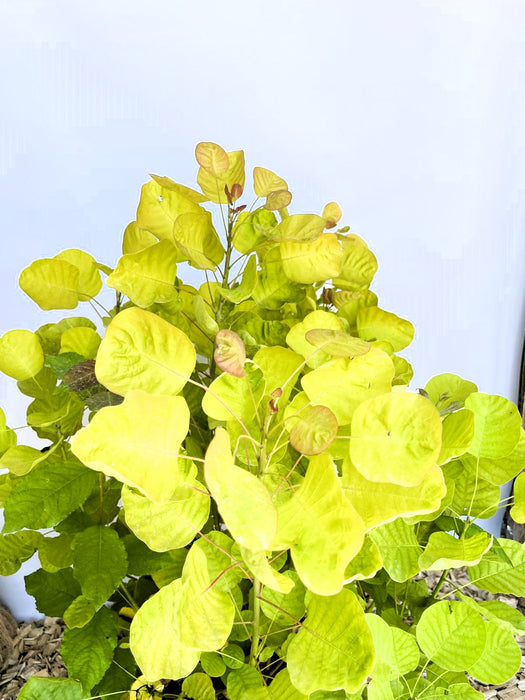 Gold-Perückenstrauch Cotinus coggygria Golden Spirit mit leuchtend gelb-grünen Blättern vor hellem Hintergrund.