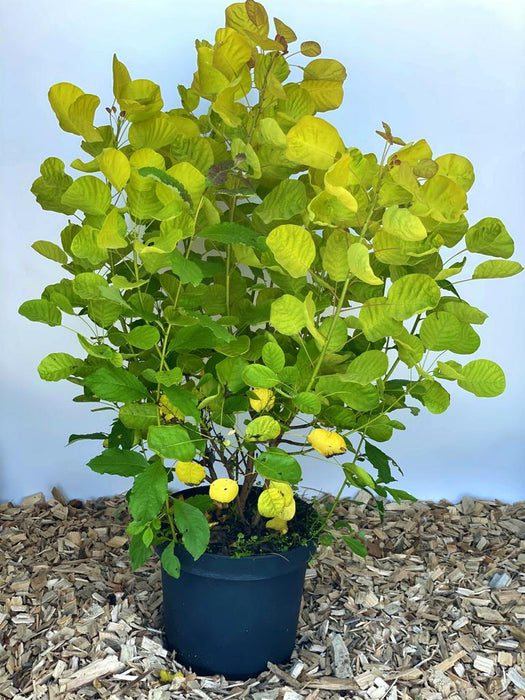 Gold-Perückenstrauch Cotinus coggygria Golden Spirit mit gelb-grünen Blättern in schwarzem Topf auf Holzspänen.