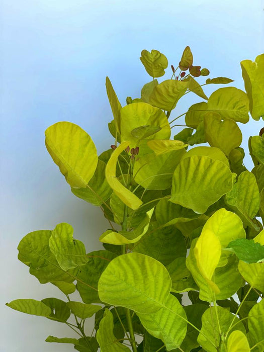 Gold-Perückenstrauch Cotinus coggygria Golden Spirit mit leuchtend gelb-grünen Blättern vor hellem Himmel.
