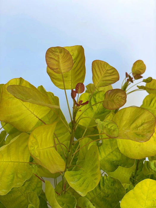 Gold-Perückenstrauch Cotinus coggygria Golden Spirit mit gelb-grünen Blättern und rötlichen jungen Trieben vor blauem Himmel.
