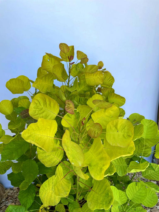 Gold-Perückenstrauch Cotinus coggygria Golden Spirit mit leuchtend gelb-grünen Blättern vor hellem Hintergrund.