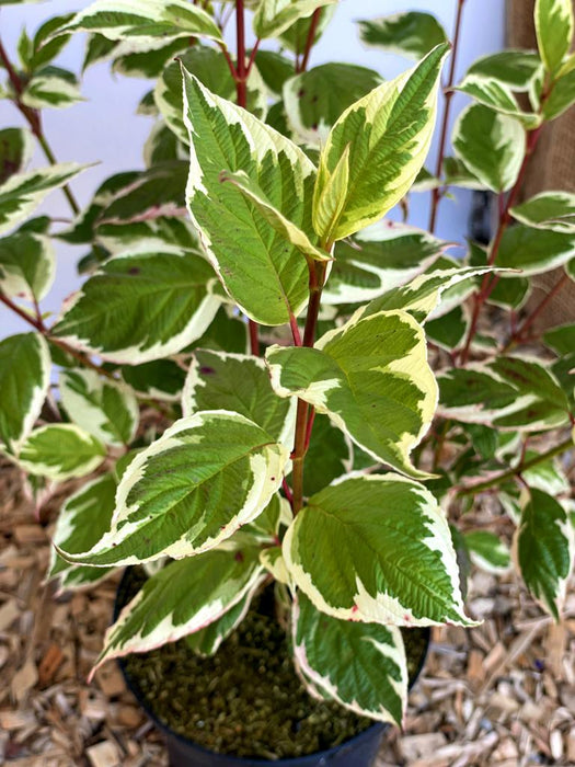 Hartriegel Cornus alba Ivory Halo1 mit grünen Blättern und weißer Randfärbung, roter Stängel, im Topf vor hellem Hintergrund.