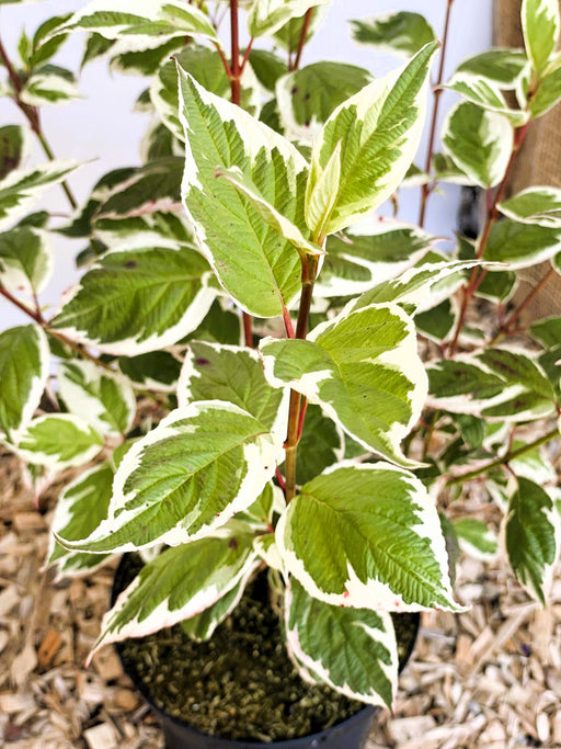 Hartriegel Cornus alba Ivory Halo1 mit grünen Blättern und weißer Randfärbung, roter Stängel, im Topf vor hellem Hintergrund.