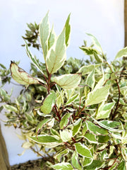 Hartriegel Cornus alba Ivory Halo mit grünen Blättern und cremefarbenem Rand vor hellem Hintergrund.