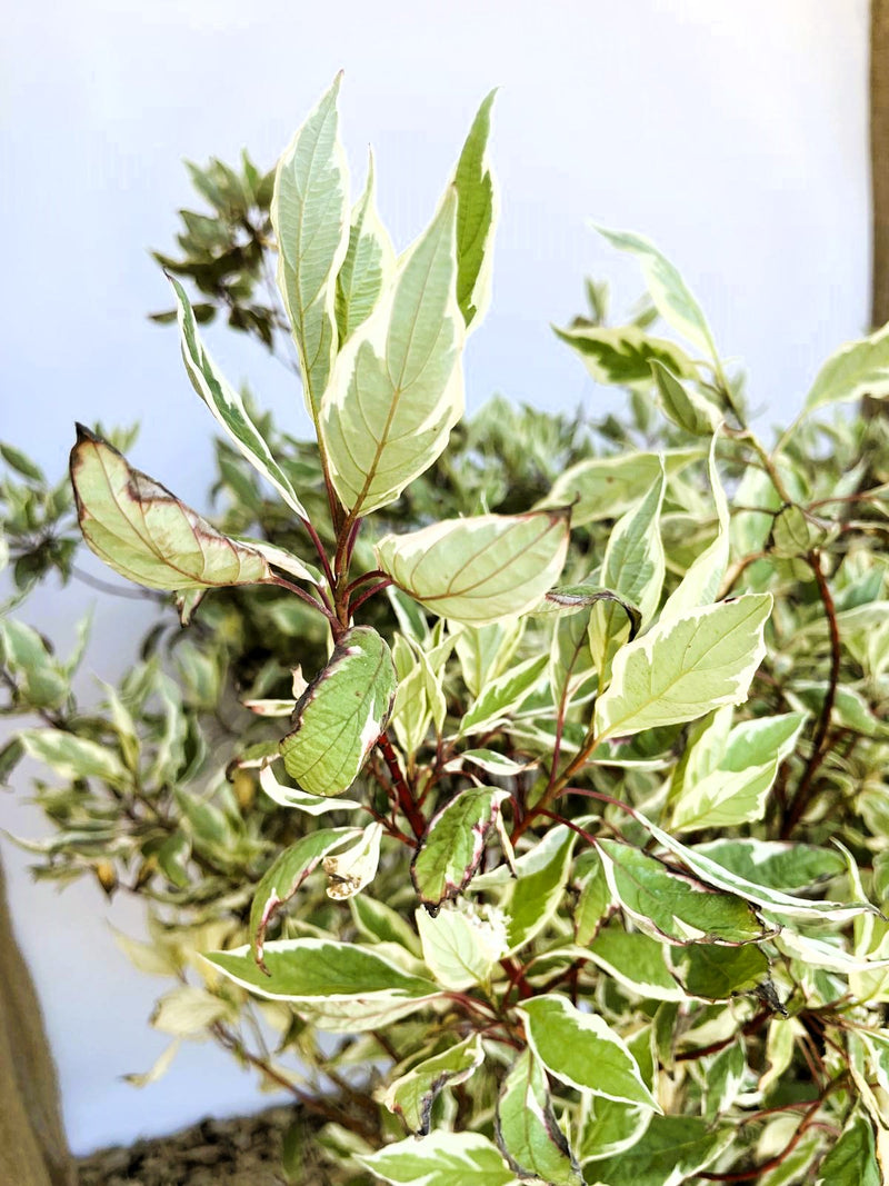 Hartriegel Cornus alba Ivory Halo mit grünen Blättern und cremefarbenem Rand vor hellem Hintergrund.