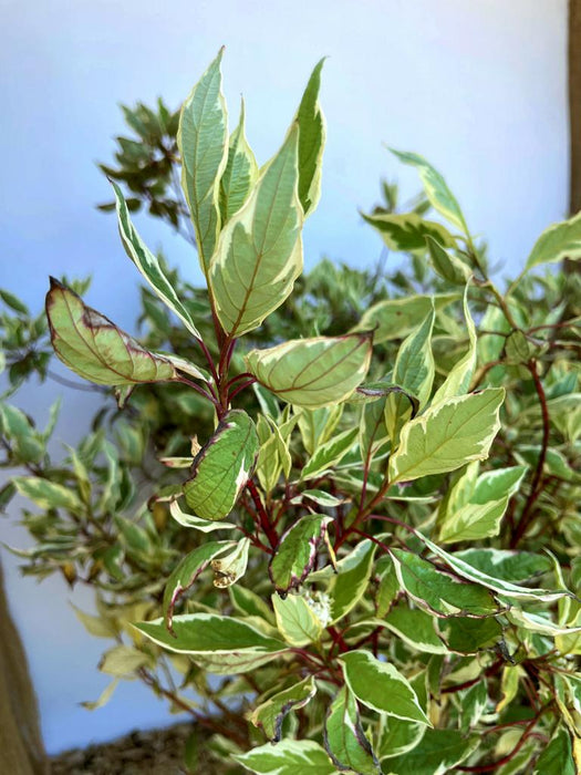 Hartriegel Cornus alba Ivory Halo mit grünen Blättern und cremefarbenem Rand vor hellem Hintergrund.