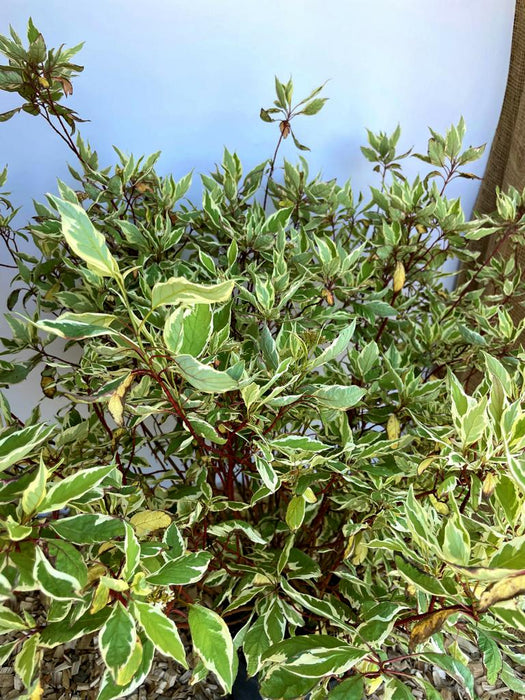 Hartriegel Cornus alba Ivory Halo mit grünen Blättern und weißer Randfärbung vor hellem Hintergrund.