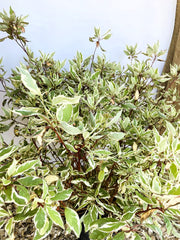 Hartriegel Cornus alba Ivory Halo mit grünen Blättern und weißer Randfärbung vor hellem Hintergrund.