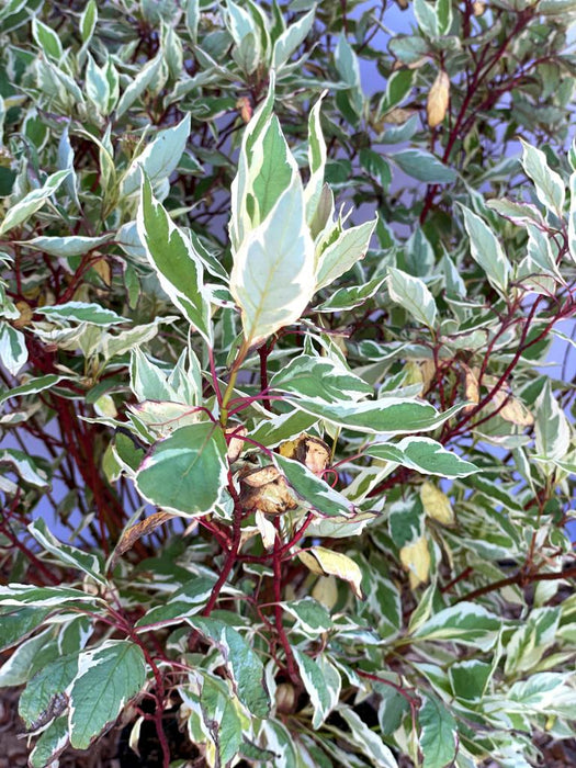 Hartriegel Cornus alba Ivory Halo mit grün-weiß panaschierten Blättern und roten Zweigen in Nahaufnahme.
