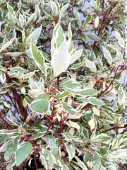 Hartriegel Cornus alba Ivory Halo mit grün-weiß panaschierten Blättern und roten Zweigen in Nahaufnahme.