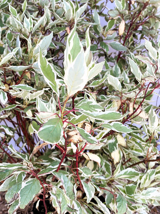 Hartriegel Cornus alba Ivory Halo mit grün-weiß panaschierten Blättern und roten Zweigen in Nahaufnahme.