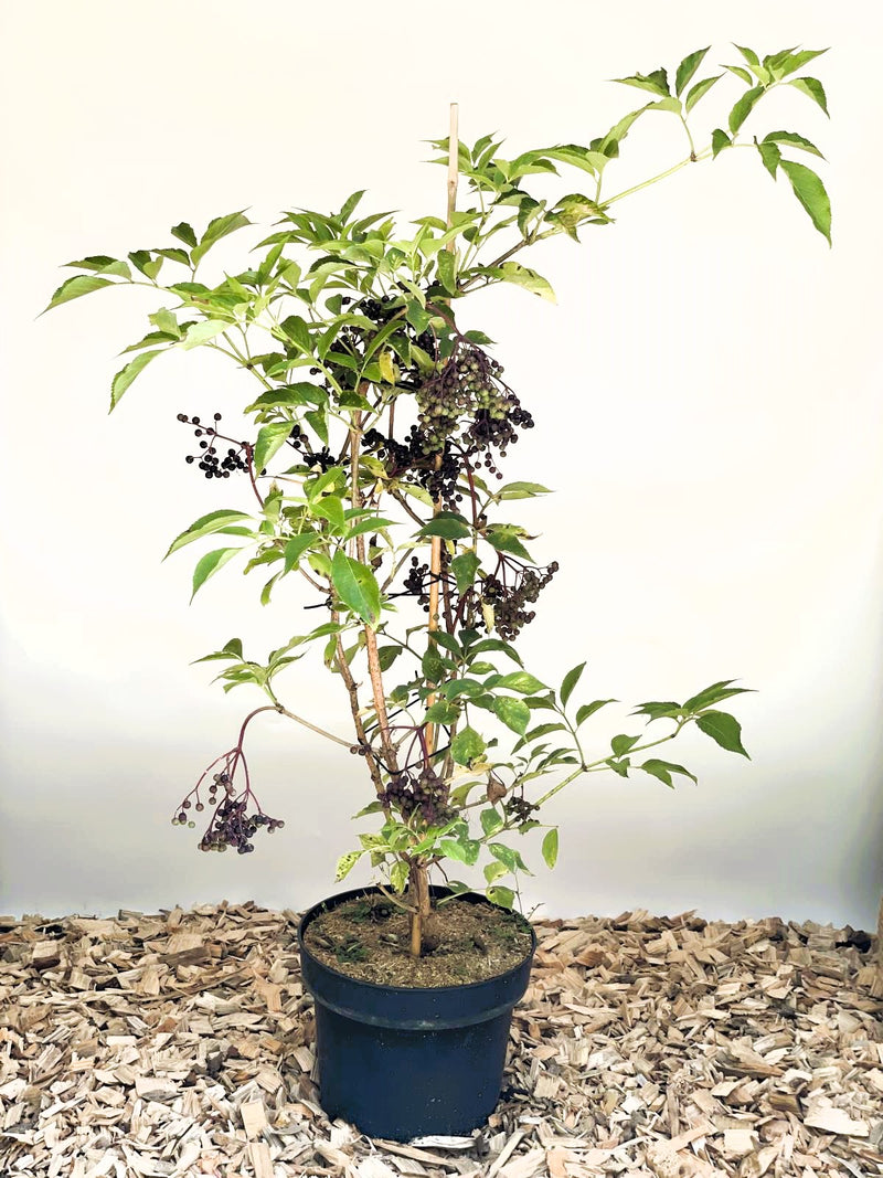 Schwarzer Holunder Haschberg - Topf/Containerpflanzen