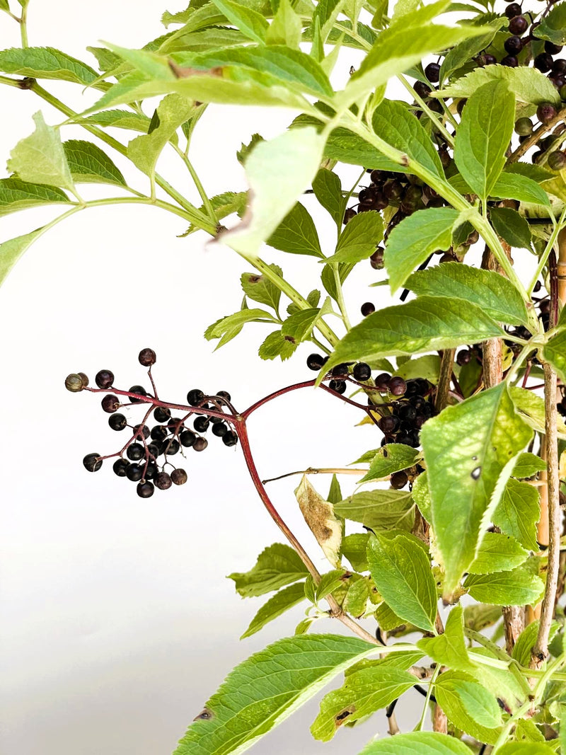 Schwarzer Holunder Haschberg - Topf/Containerpflanzen