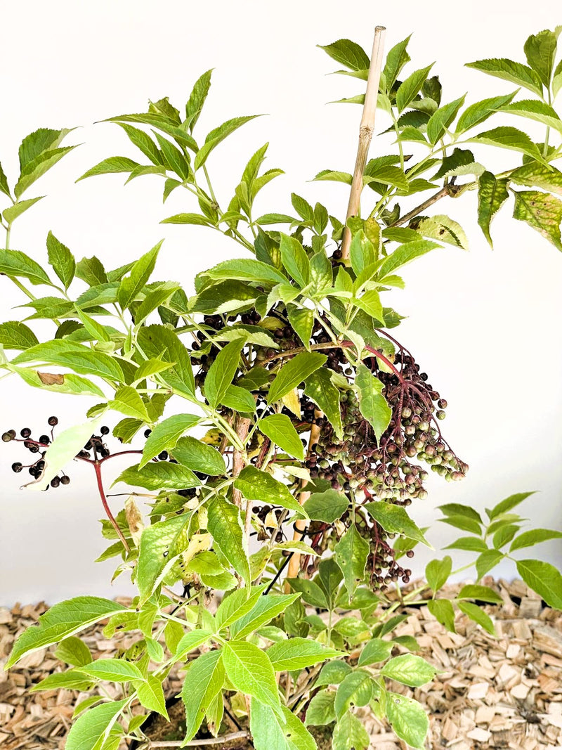 Schwarzer Holunder Haschberg - Topf/Containerpflanzen