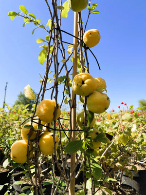 Japanische Zierquitte - Topf-/Containerpflanzen