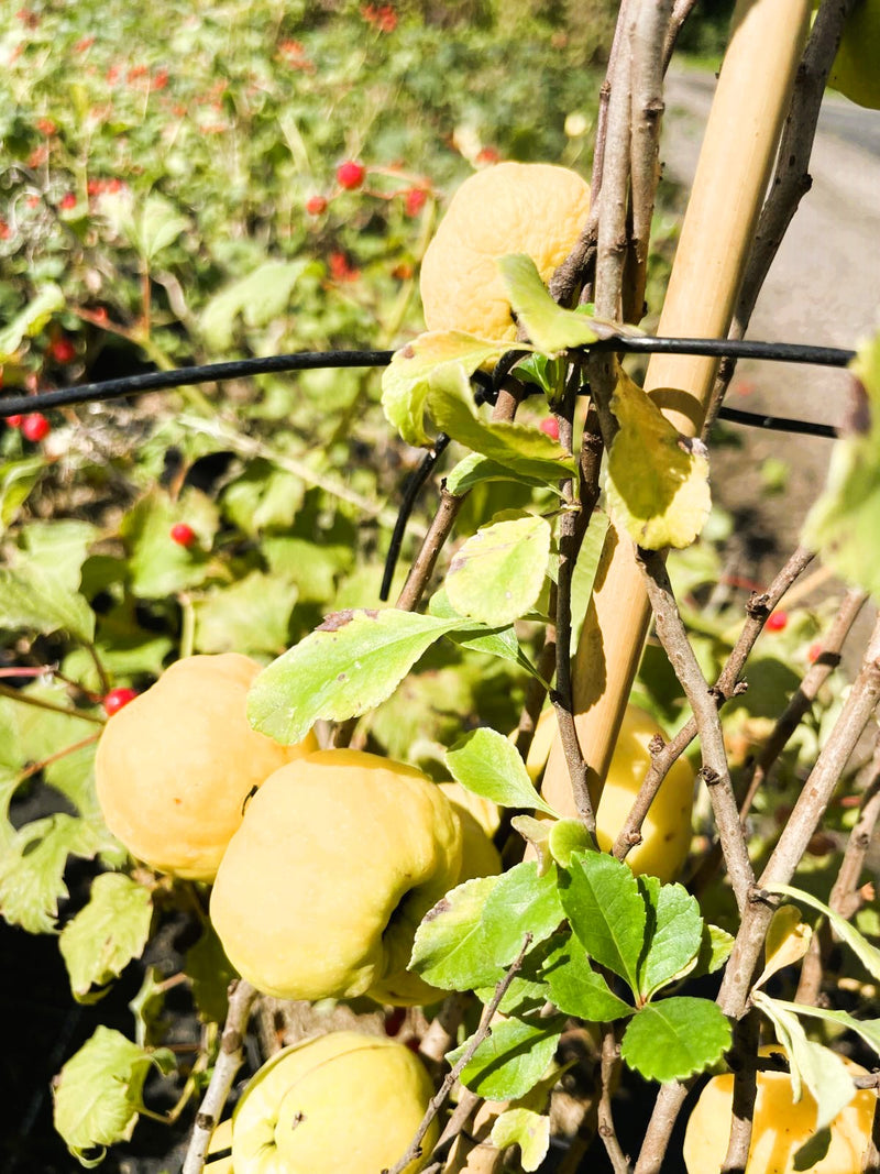 Japanische Zierquitte - Topf-/Containerpflanzen