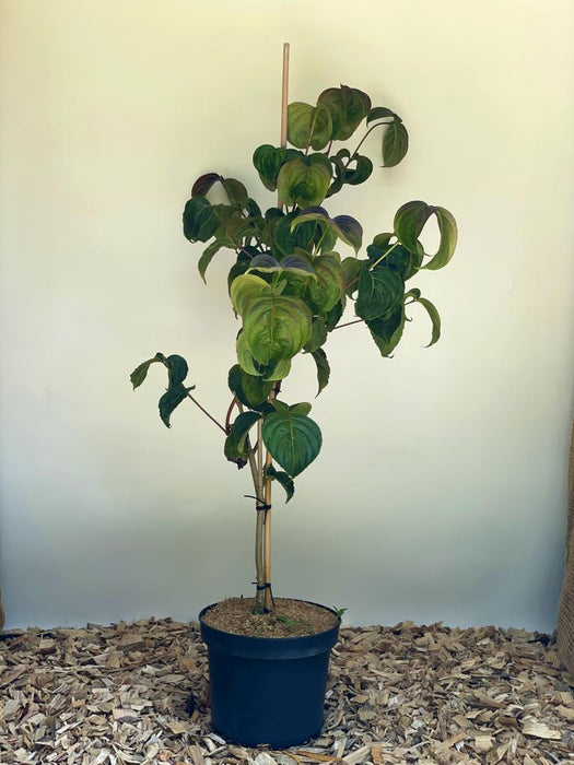 Japanischer Blumen Hartriegel Cornus kousa Rosy Teacups mit grünen Blättern in schwarzem Topf vor heller Wand.