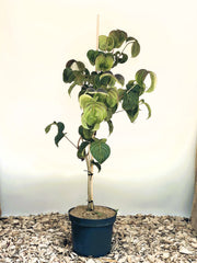 Japanischer Blumen Hartriegel Cornus kousa Rosy Teacups mit grünen Blättern in schwarzem Topf vor heller Wand.