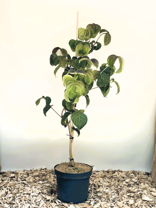 Japanischer Blumen Hartriegel Cornus kousa Rosy Teacups mit grünen Blättern in schwarzem Topf vor heller Wand.
