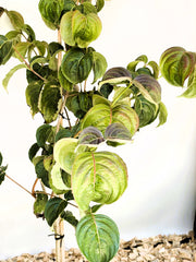 Japanischer Blumen Hartriegel Cornus kousa Rosy Teacups mit großen, grünen Blättern und leicht rötlichen Blattadern vor hellem Hintergrund.