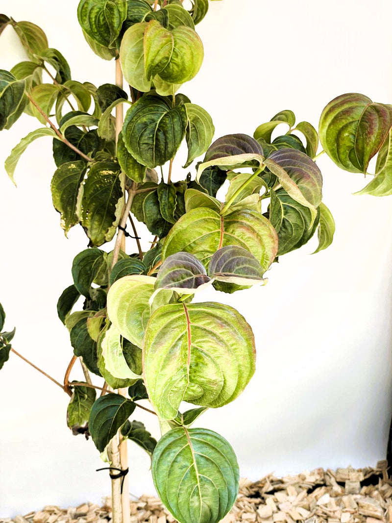 Japanischer Blumen Hartriegel Cornus kousa Rosy Teacups mit großen, grünen Blättern und leicht rötlichen Blattadern vor hellem Hintergrund.