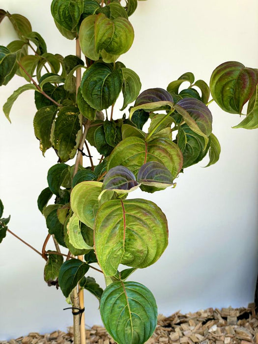 Japanischer Blumen Hartriegel Cornus kousa Rosy Teacups mit großen, grünen Blättern und leicht rötlichen Blattadern vor hellem Hintergrund.