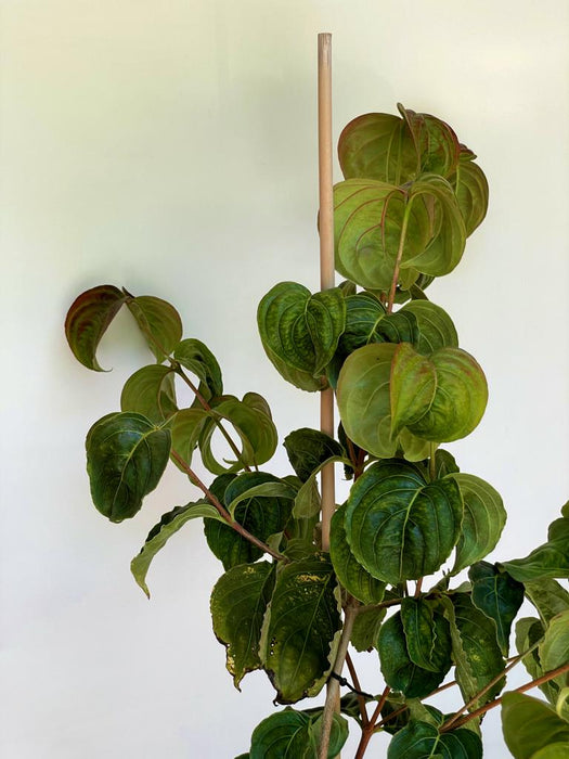 Japanischer Blumen Hartriegel Cornus kousa Rosy Teacups mit grünen, herzförmigen Blättern vor weißem Hintergrund.