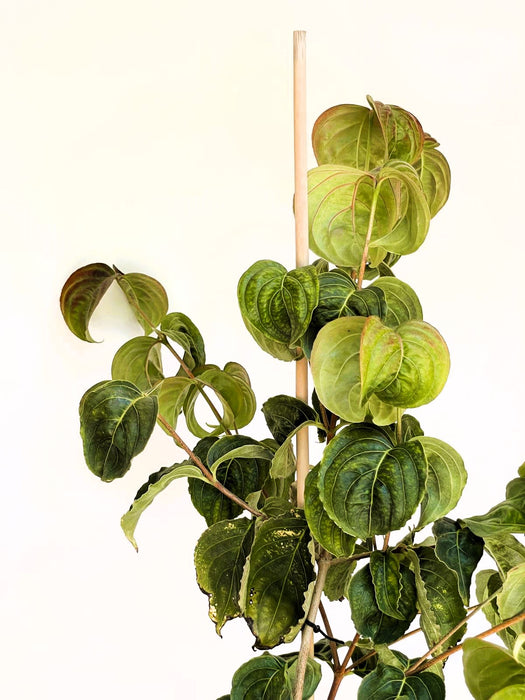 Japanischer Blumen Hartriegel Cornus kousa Rosy Teacups mit grünen, herzförmigen Blättern vor weißem Hintergrund.