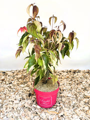 Japanischer Blumen Hartriegel Cornus kousa Scarlet Fire mit grünen und roten Blättern in rotem Topf auf Holzspänen.