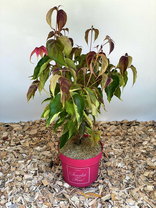 Japanischer Blumen Hartriegel Cornus kousa Scarlet Fire mit grünen und roten Blättern in rotem Topf auf Holzspänen.