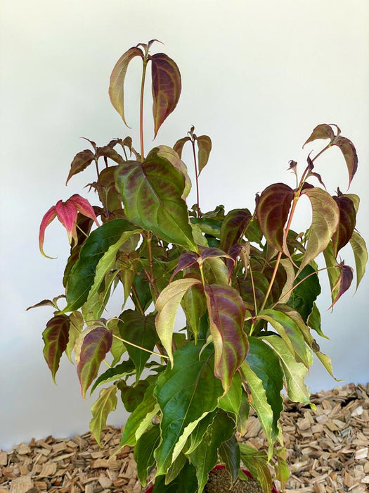 Japanischer Blumen Hartriegel Cornus kousa Scarlet Fire mit grünen und rötlichen Blättern vor hellem Hintergrund auf Holzmulch.