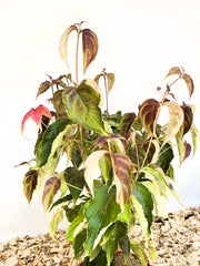 Japanischer Blumen Hartriegel Cornus kousa Scarlet Fire mit grünen und rötlichen Blättern vor hellem Hintergrund auf Holzmulch.