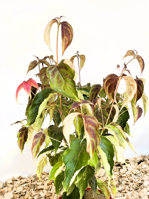Japanischer Blumen Hartriegel Cornus kousa Scarlet Fire mit grünen und rötlichen Blättern vor hellem Hintergrund auf Holzmulch.