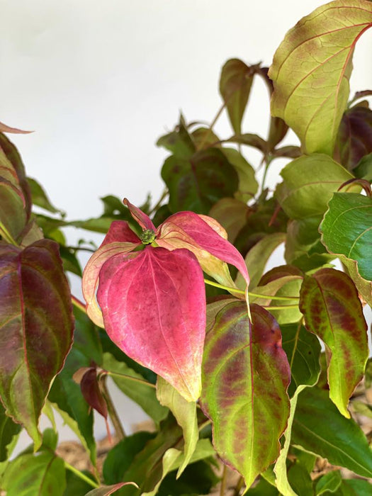 Japanischer Blumen Hartriegel Cornus kousa Scarlet Fire mit roten und grünen Blättern vor hellem Hintergrund.
