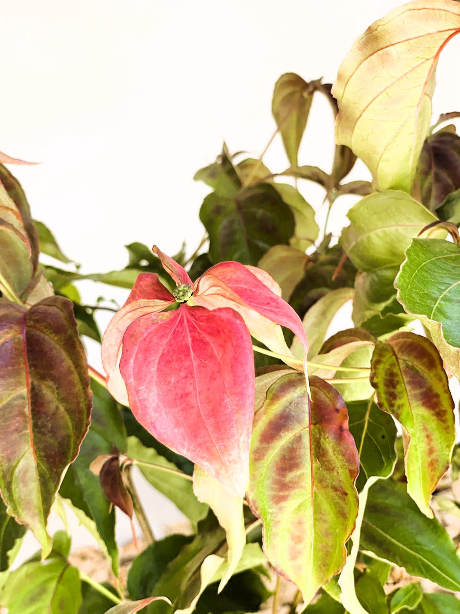 Japanischer Blumen Hartriegel Cornus kousa Scarlet Fire mit roten und grünen Blättern vor hellem Hintergrund.