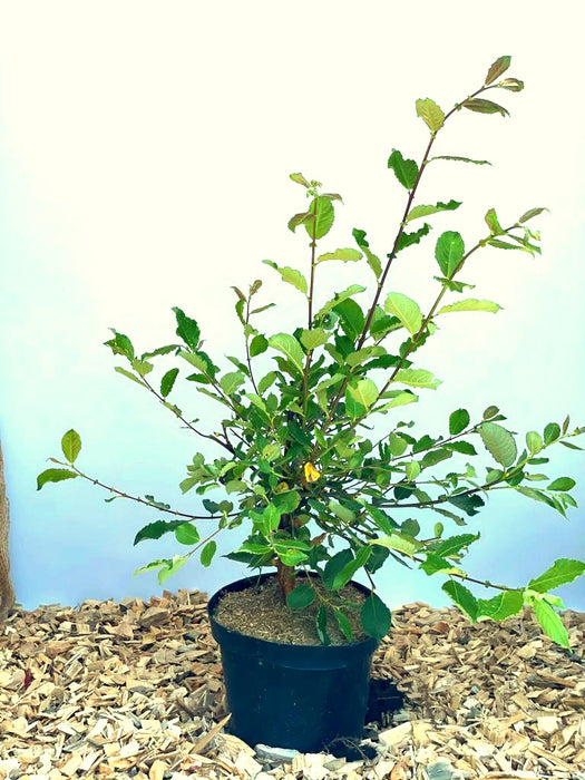 Kätzchenweide Salix Caprea Mas mit grünen Blättern in schwarzem Topf auf Holzspänen vor hellem Hintergrund.